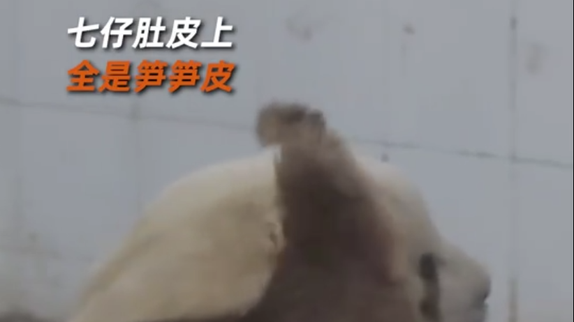 七仔肚皮上全是笋笋皮