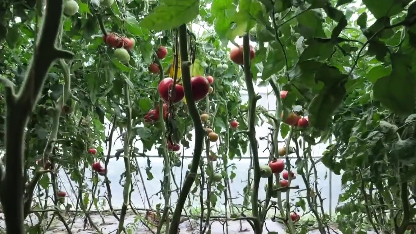 生态低碳农业，厚植高质量发展的绿色底色