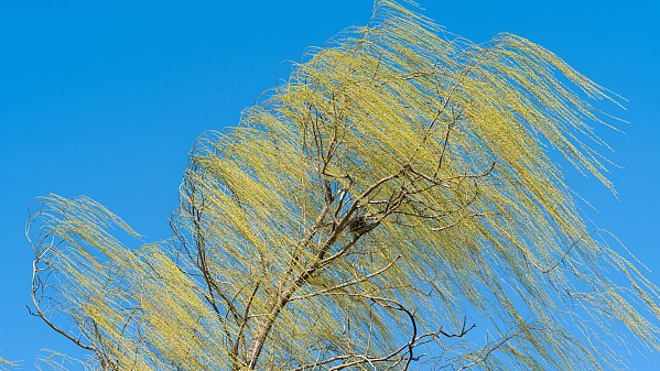 今天立夏！北京阵风五级左右，最高29℃，最低18℃