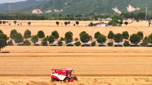 麦穗闪耀金芒 怀柔的夏天正是丰收浪漫时~