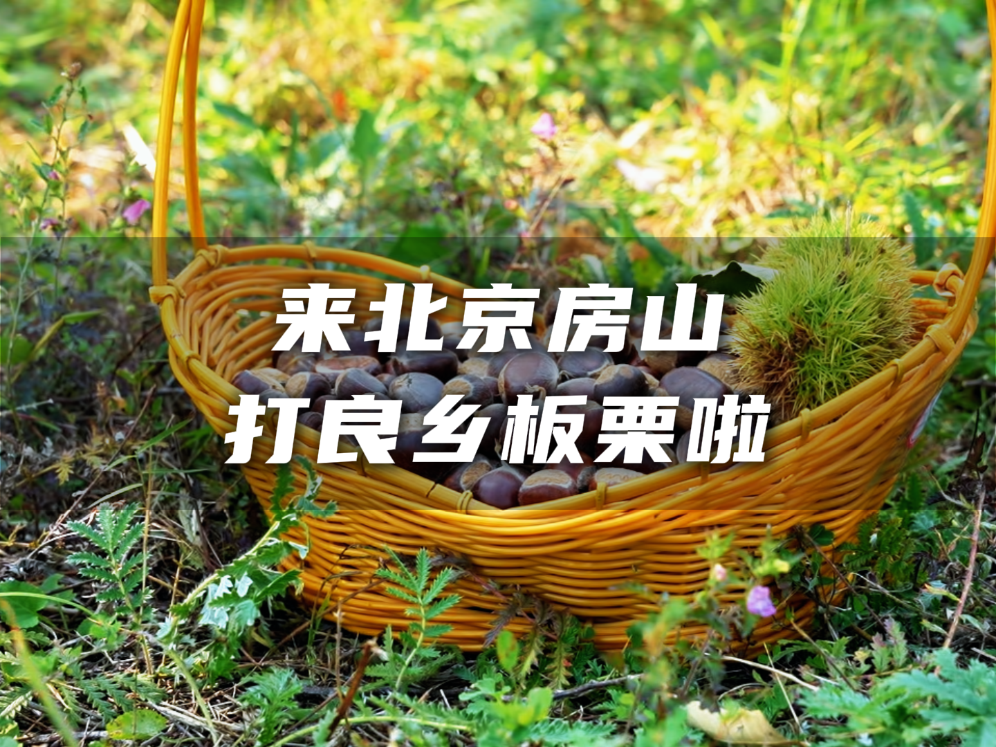 房山的良乡板栗下来了,快来进山打板栗,体验秋收的快乐! 房山的良乡板栗下来了,快来进山打板栗,体验秋收的快乐!