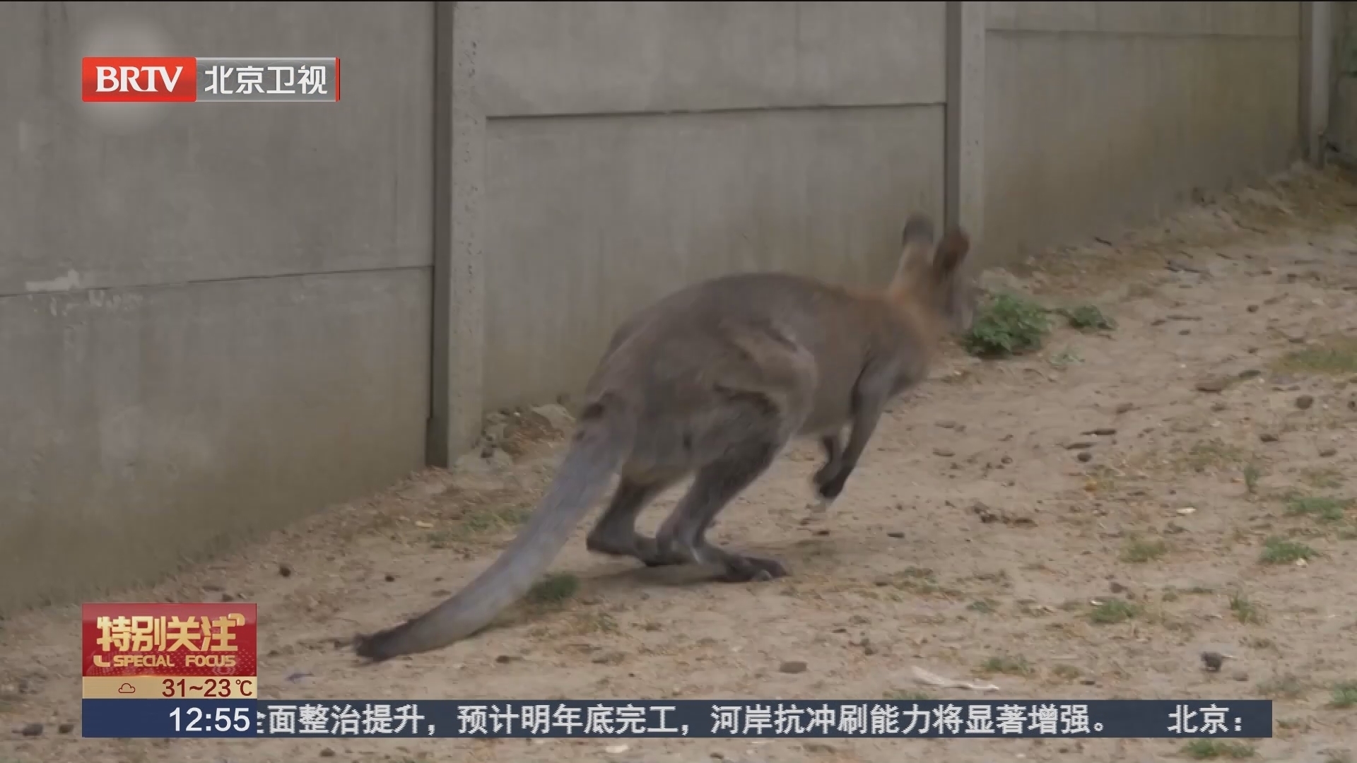 捷克监狱开“动物园” 袋鼠“越狱”被“捉拿归案” 捷克监狱开“动物园” 袋鼠“越狱”被“捉拿归案”