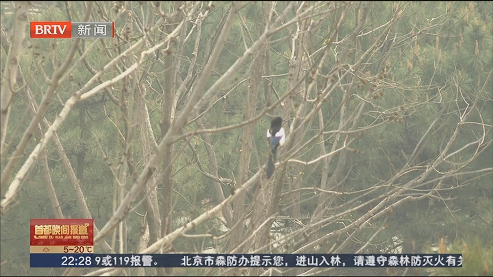 张家湾公园推出生态观鸟路线