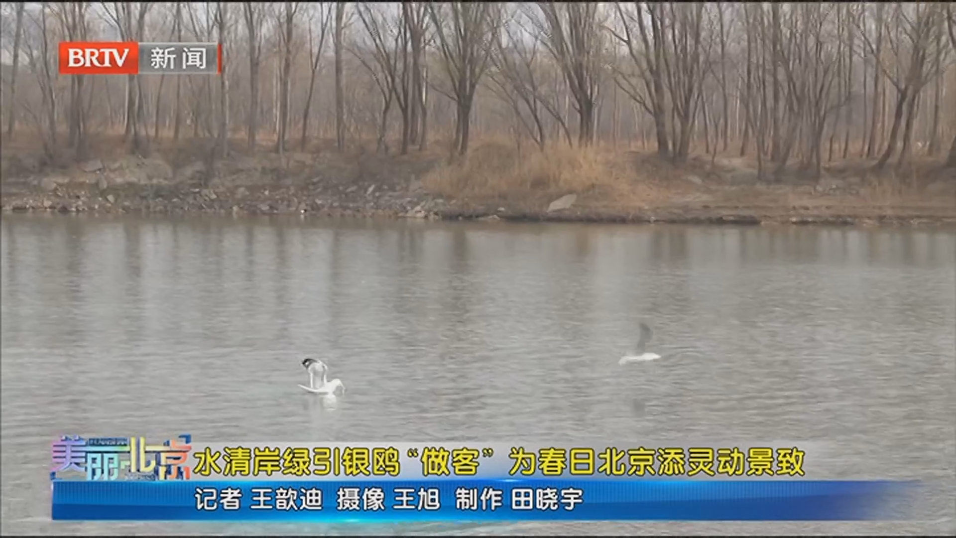 《美丽北京》20260315水清岸绿引银鸥“做客” 为春日北京添灵动景致