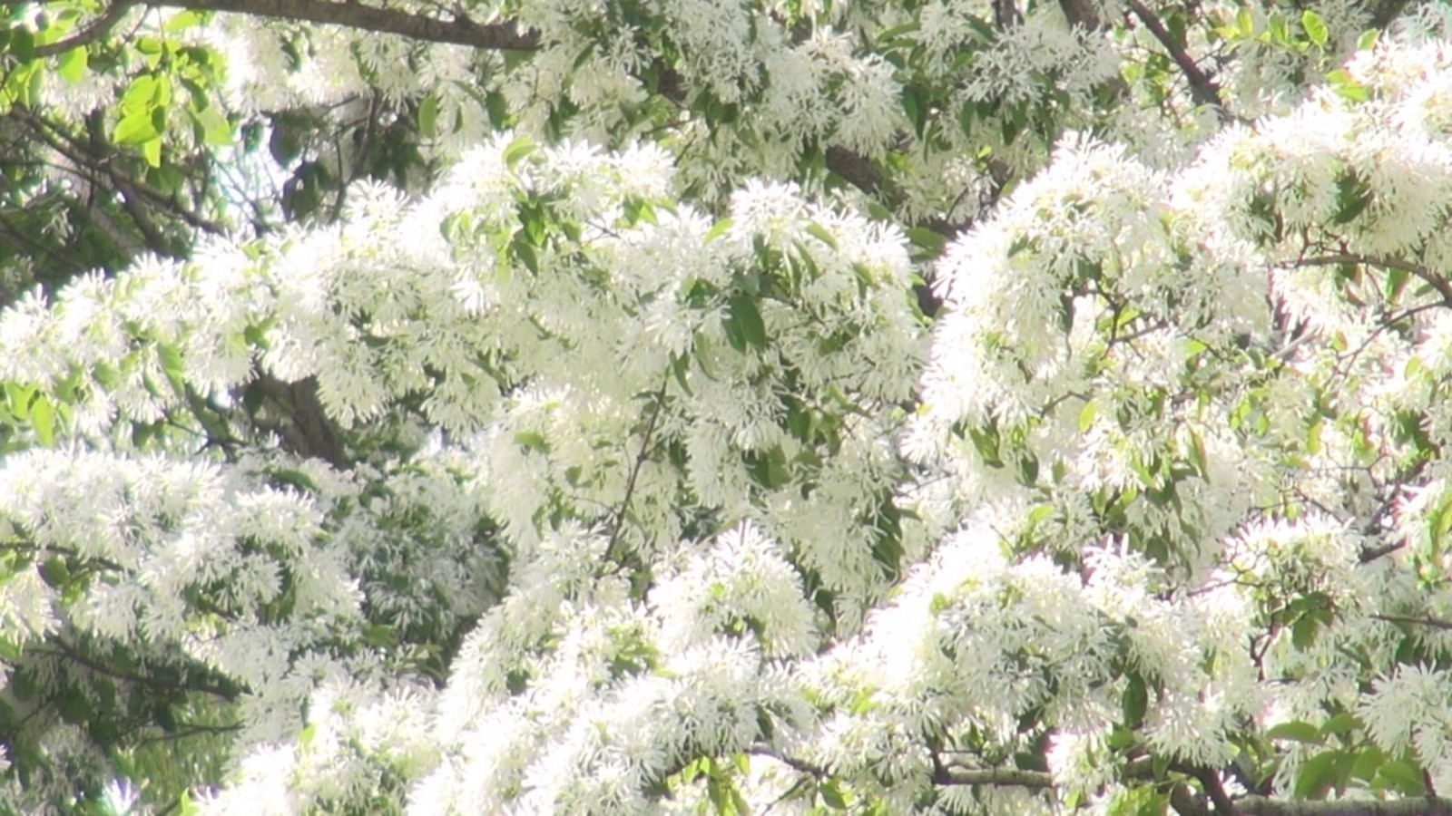 陶然亭公园流苏花开如雪如瀑 陶然亭公园流苏花开如雪如瀑