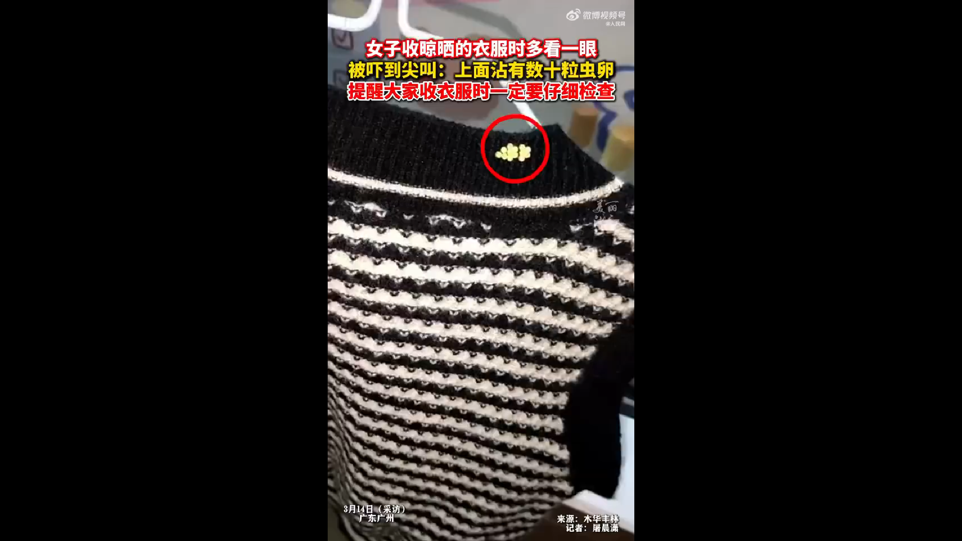 臭屁虫的虫卵千万别碰 臭屁虫的虫卵千万别碰
