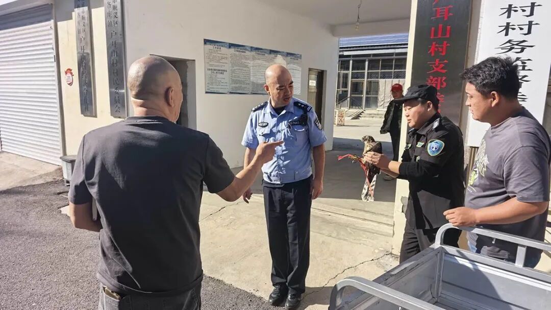 村庄现受伤老鹰！网格员、民警联手救助