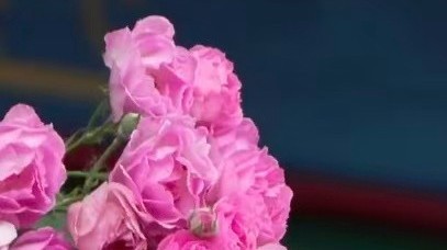 被打卡疯了!北京五米鲜花瀑布强势来袭 被打卡疯了!北京五米鲜花瀑布强势来袭