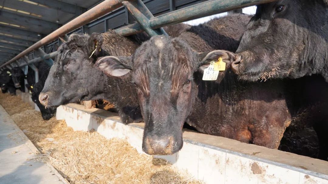 在窦店,牛都过上了 “智能生活”,你敢信? 在窦店,牛都过上了 “智能生活”,你敢信?