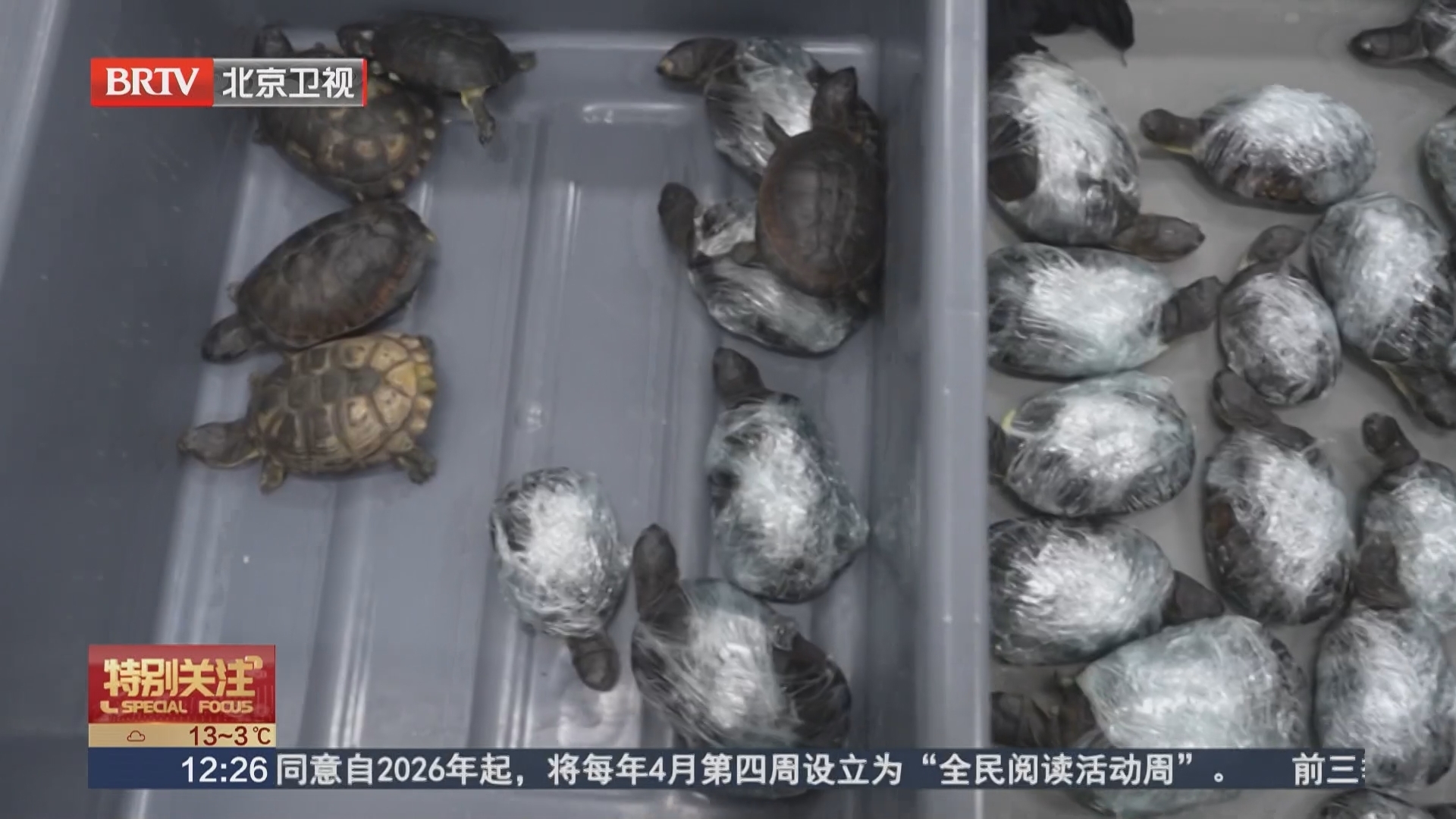 深圳 宽松裙下藏“猫腻”!两女子绑藏68只活体乌龟入境被查 深圳 宽松裙下藏“猫腻”!两女子绑藏68只活体乌龟入境被查