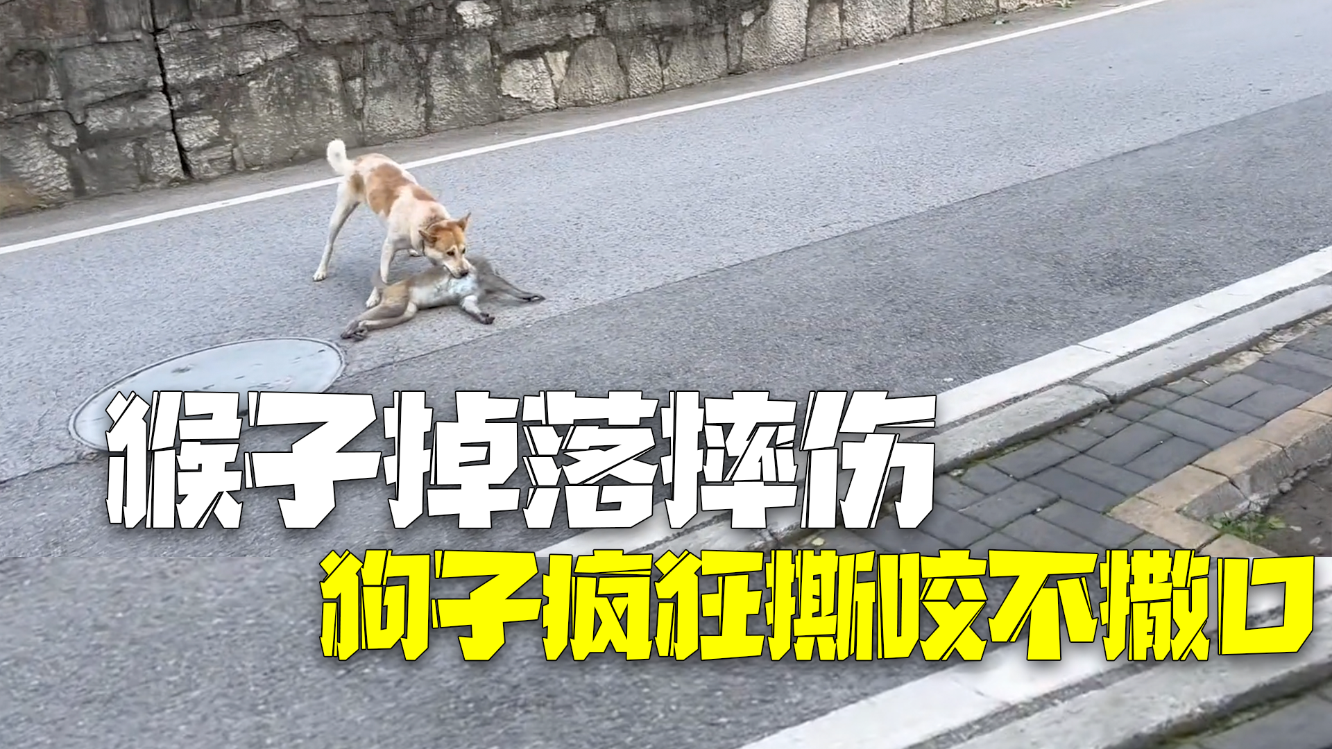 猴子掉下电线杆摔伤 狗子疯狂撕咬不撒口 猴子掉下电线杆摔伤 狗子疯狂撕咬不撒口