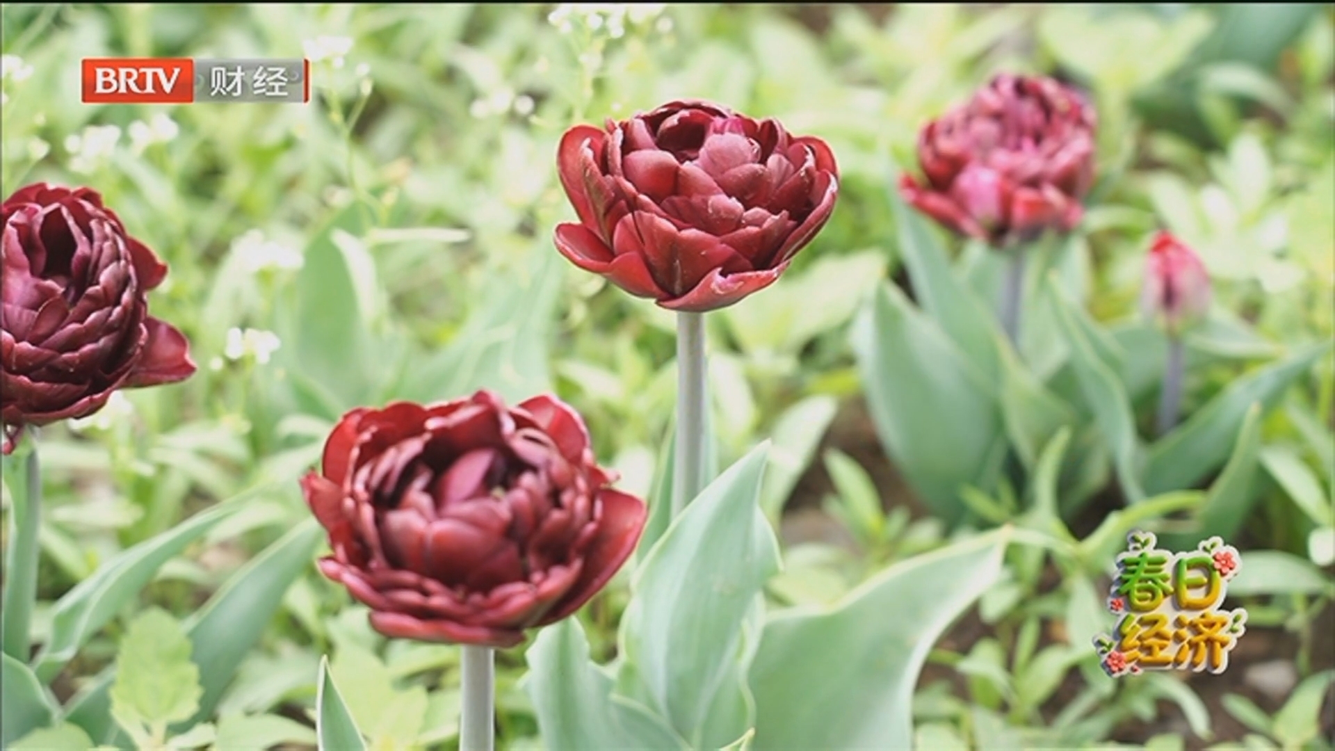 《首都经济报道》20260416“十五五”开局良好 一季度中国经济迎来“开门红” 《首都经济报道》20260416“十五五”开局良好 一季度中国经济迎来“开门红”