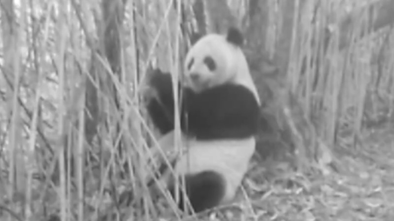 自己在竹林吃了一整晚!看看红外相机里的野生大熊猫都在干啥? 自己在竹林吃了一整晚!看看红外相机里的野生大熊猫都在干啥?