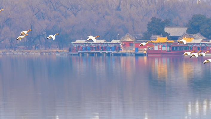 终于拍到了梦幻般的天鹅倒影! 终于拍到了梦幻般的天鹅倒影!