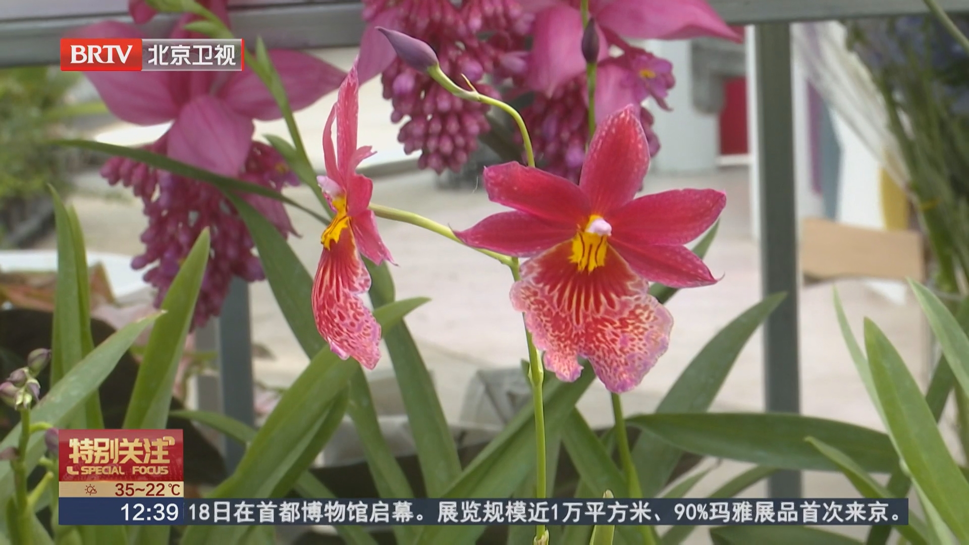 盛宴落幕不留遗憾！精品花卉分流惠民