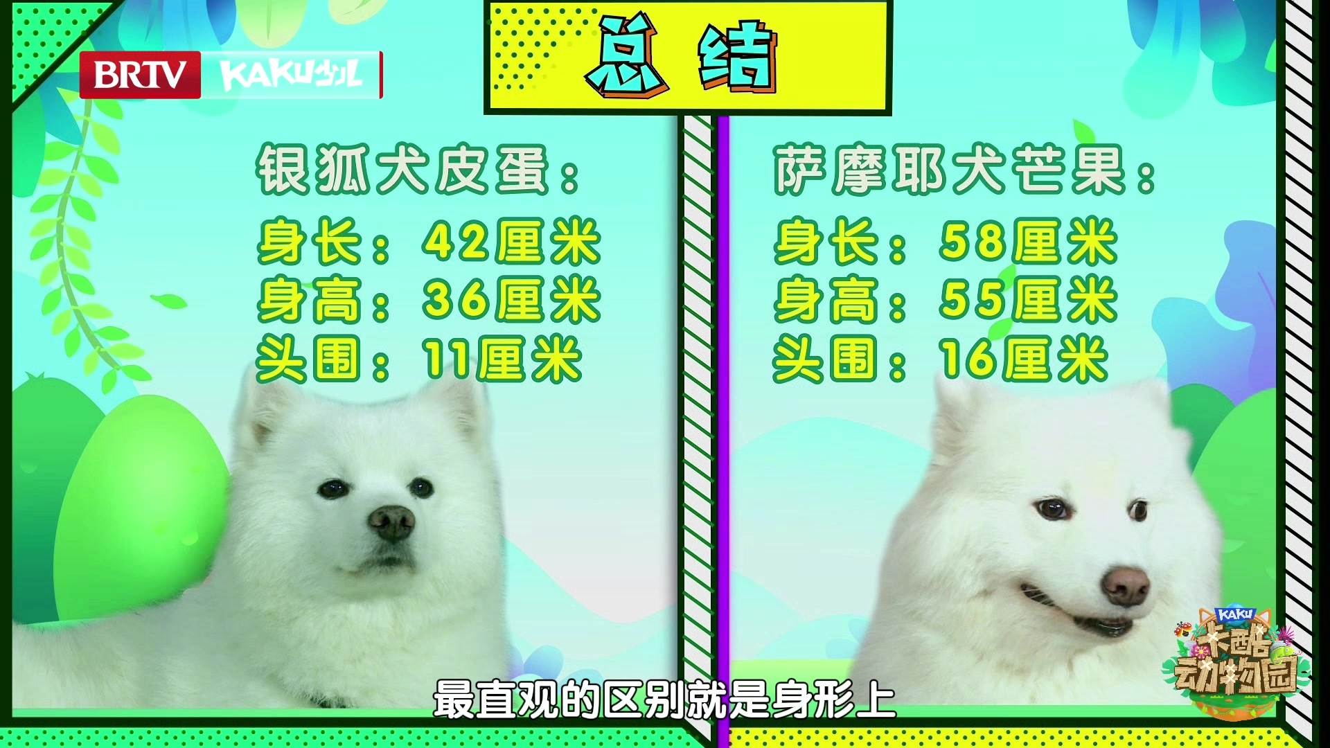 卡酷动物园｜萨摩耶和银狐犬体型上有什么区别？