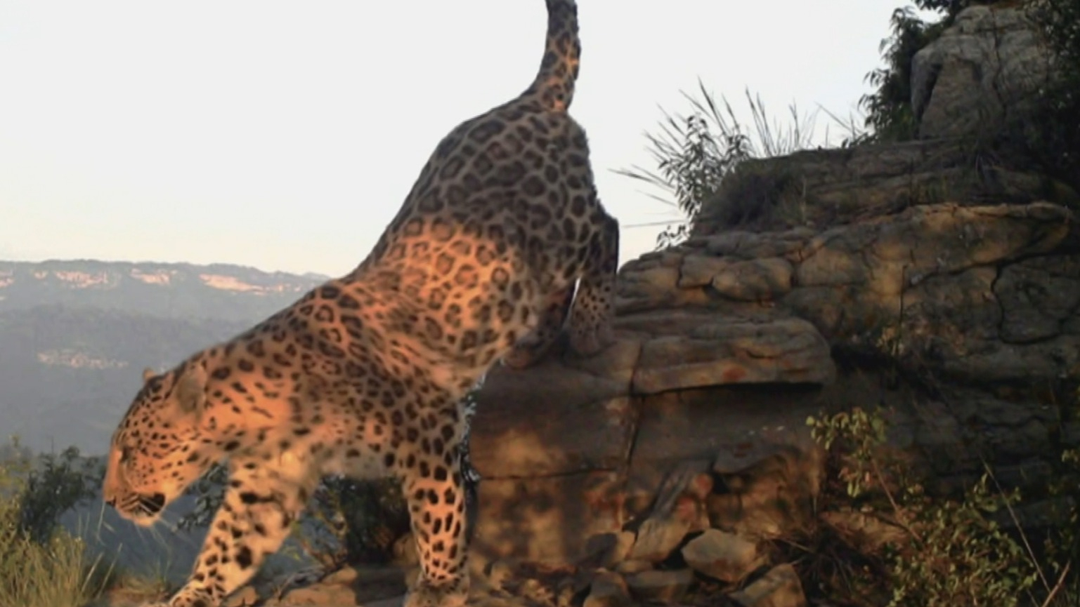 华北豹现身距离北京160公里的河北阜平 华北豹现身距离北京160公里的河北阜平