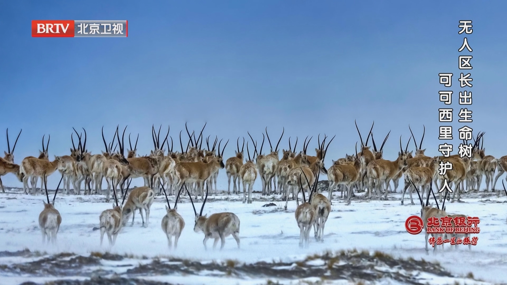 《档案》20260309无人区长出生命树 可可西里守护人
