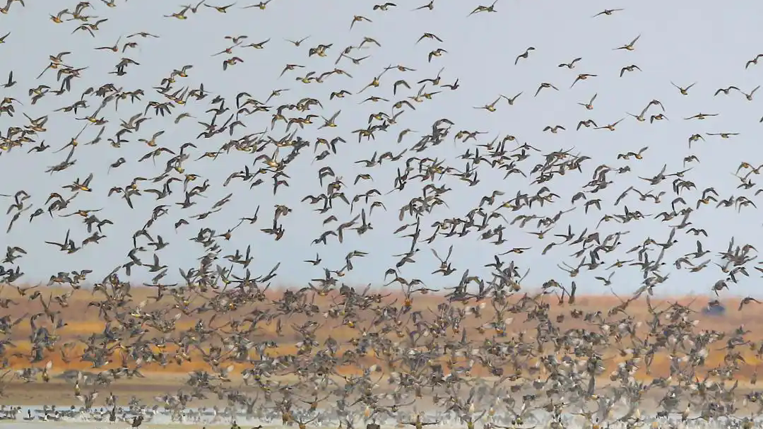 从成双入对到拉家带口 北京官厅水库的好生态太会 “留鸟” 从成双入对到拉家带口 北京官厅水库的好生态太会 “留鸟”