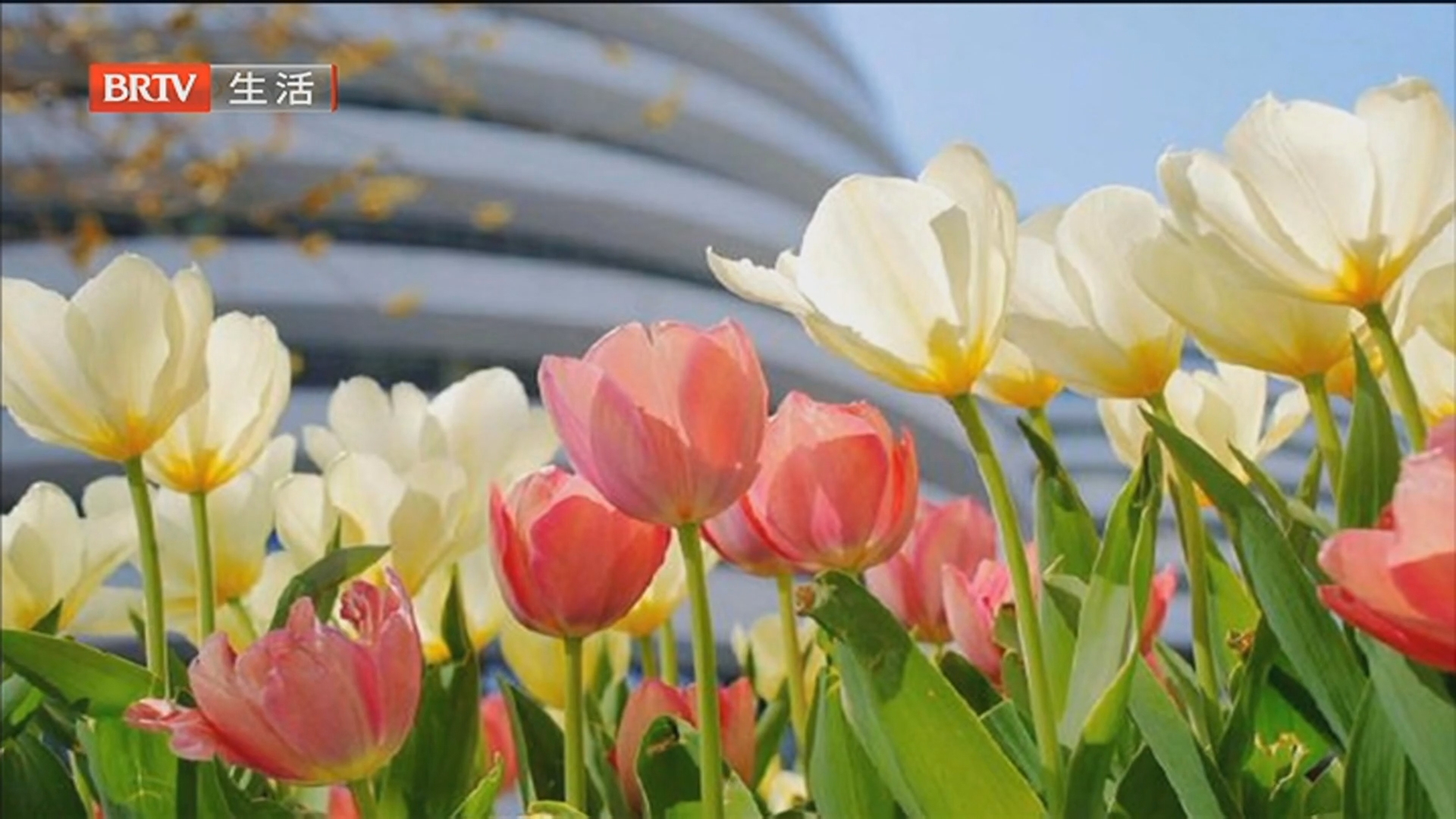 雨过天晴宜出行 午后北风来扰 为何北京春季大风天气多？