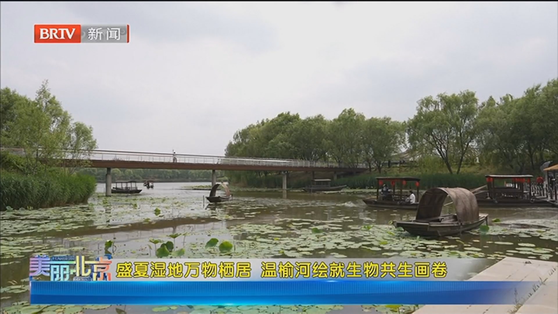 《美丽北京》20260704盛夏湿地万物栖居 温榆河绘就生物共生画卷