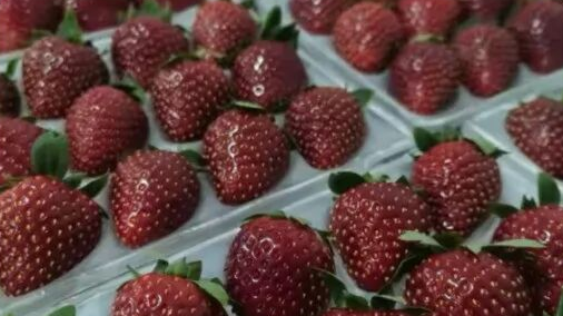 黑草莓成水果新贵：每斤上百元的“甜蜜密码”