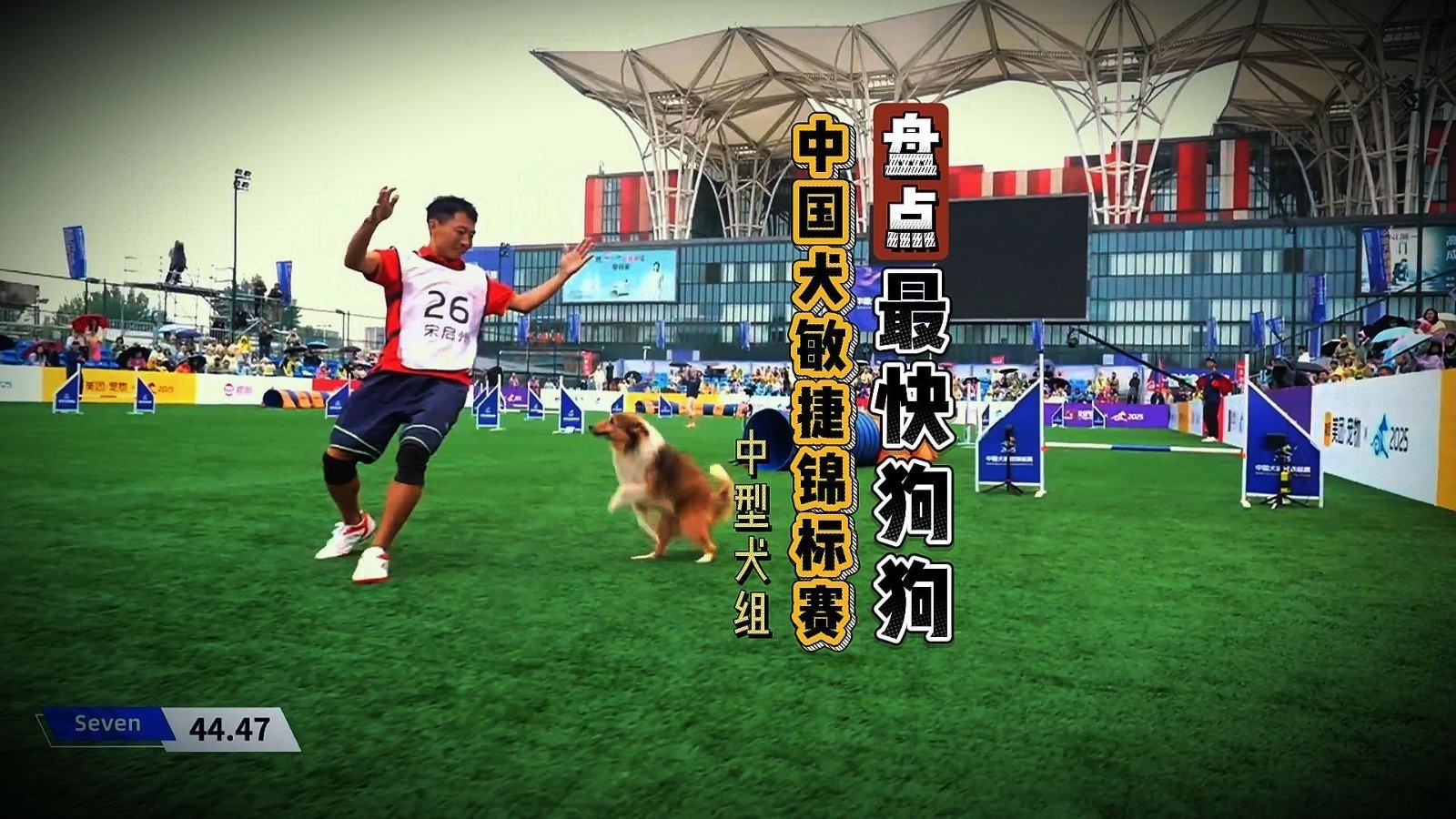 盘点赛事最快狗狗·中型犬组