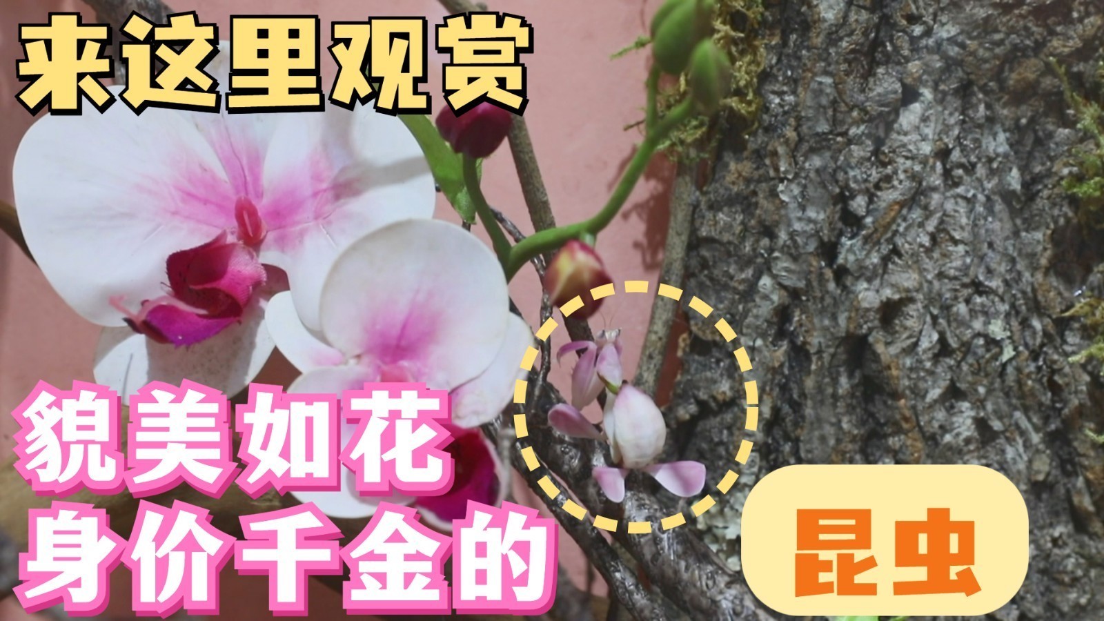 自然界·虫博馆落户天桥印象博物馆