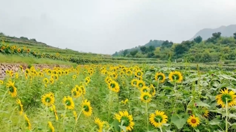 千亩向日葵花海绽放 邂逅金色浪漫