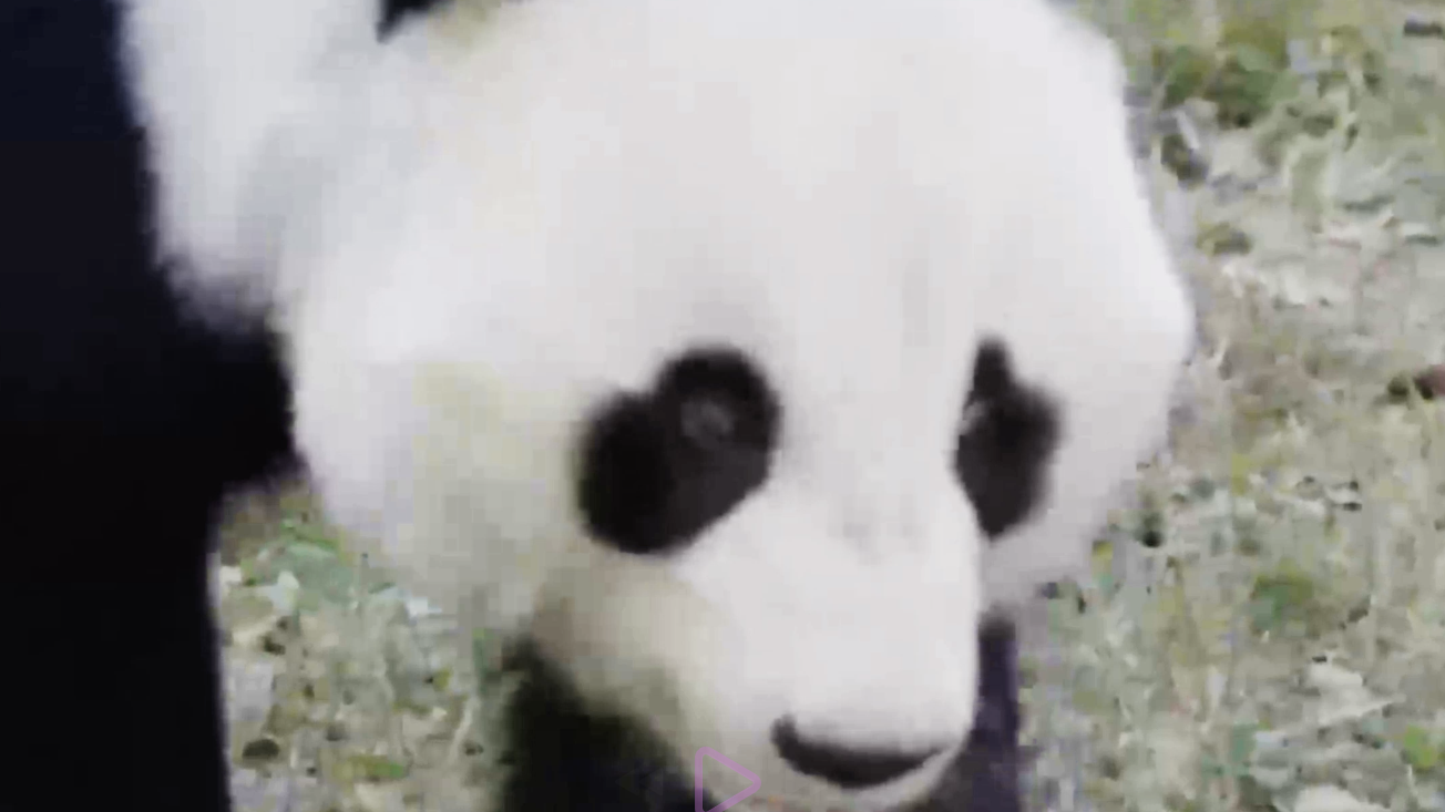 大熊猫的叫声到底在表达什么？