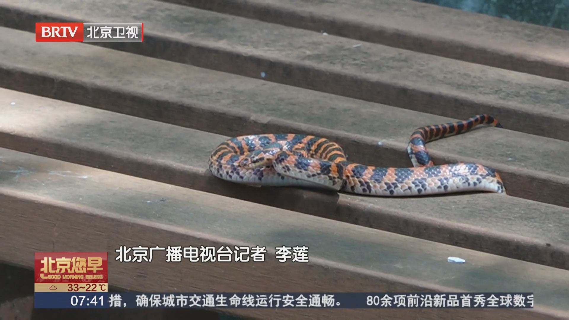 北京公园“蛇出没”？别慌！它们其实很胆小