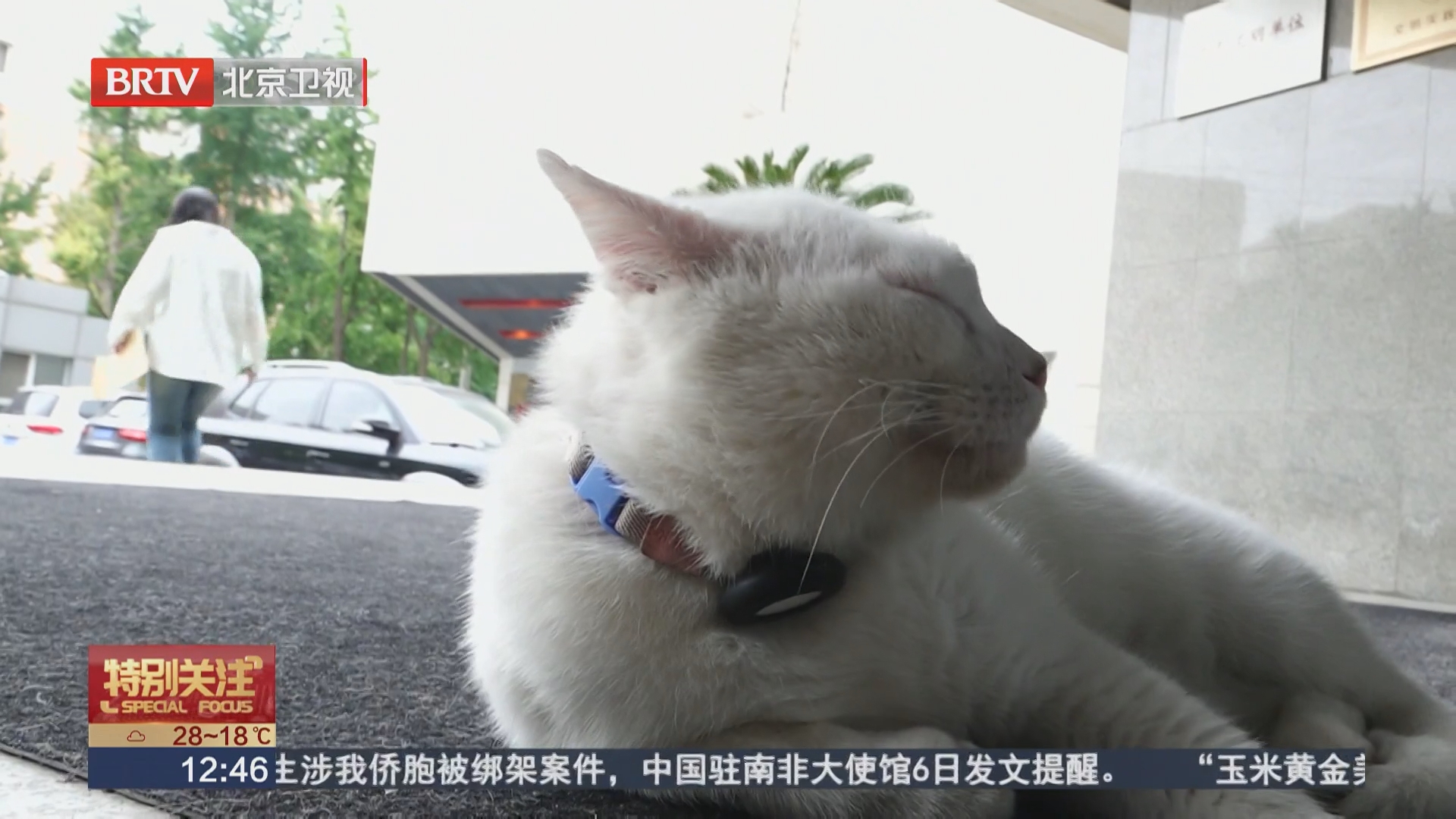 与“猫馆长”互动 在VIP厅除了观影还能小憩