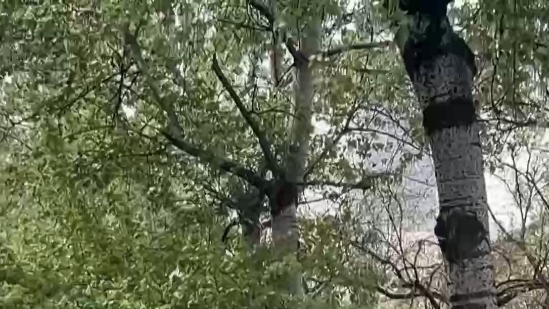 漫天飞絮竟是花粉的“搬运工”?医生教你安全“避絮” 漫天飞絮竟是花粉的“搬运工”?医生教你安全“避絮”