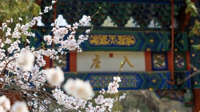 限时绝美!北京最大杏花林进入最佳观赏期! 限时绝美!北京最大杏花林进入最佳观赏期!