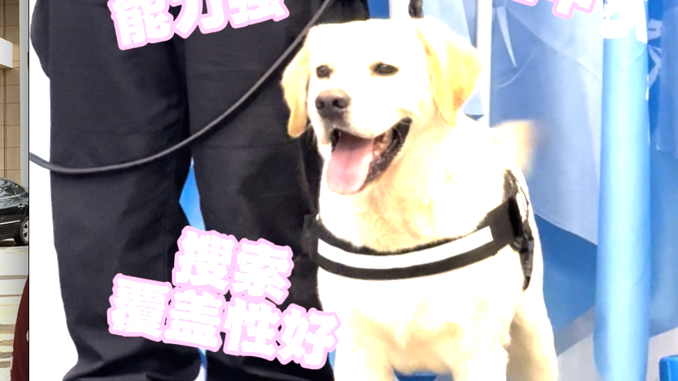 在世界禁毒日特别活动中，被夸后的缉毒犬笑成表情包！