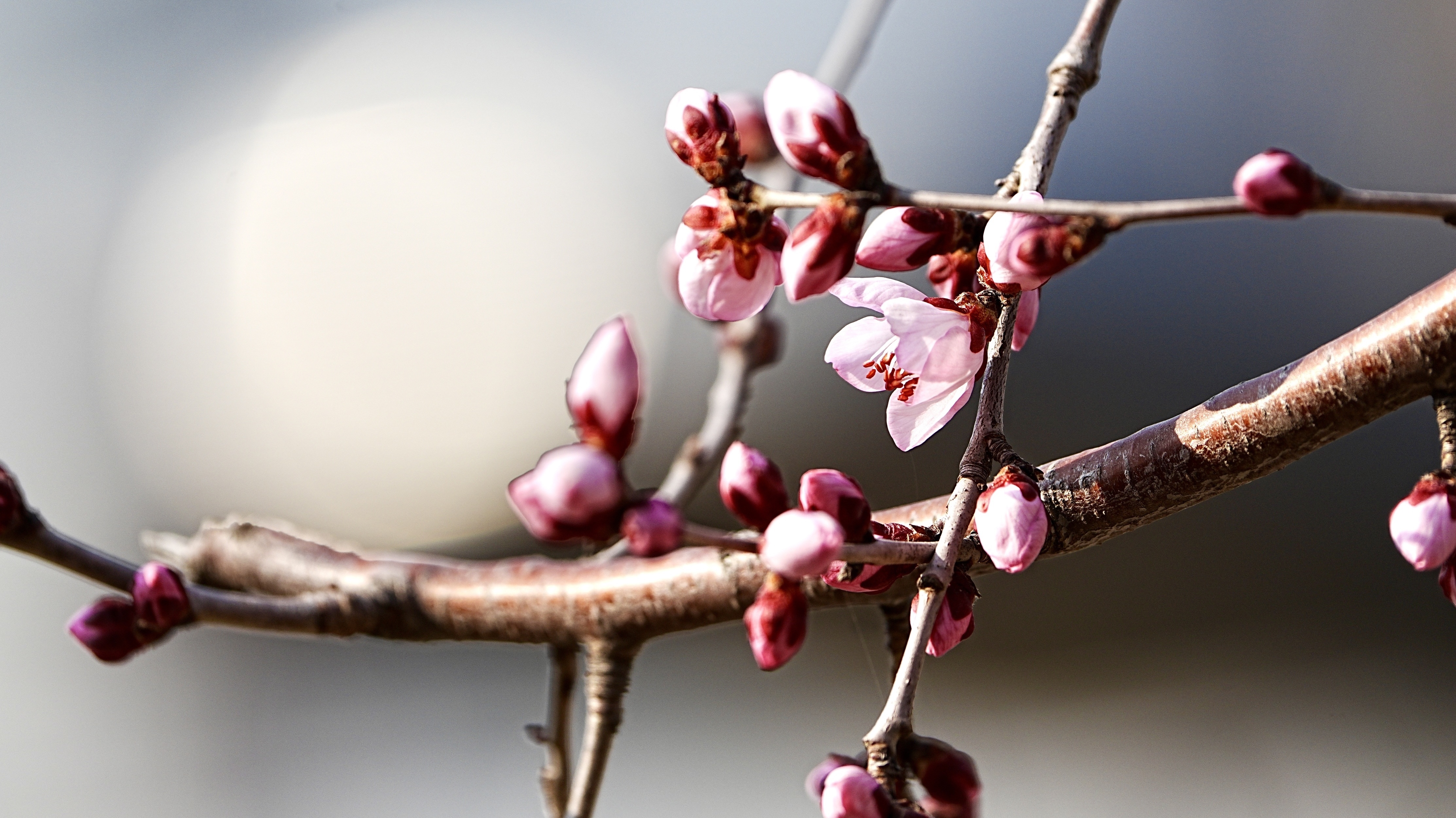 邂逅家门口的桃花源：石景山花语公园早春桃花盛开