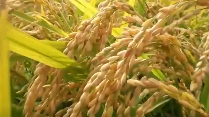 75年来我国农业蓬勃发展 取得举世瞩目的亮眼成绩 75年来我国农业蓬勃发展 取得举世瞩目的亮眼成绩