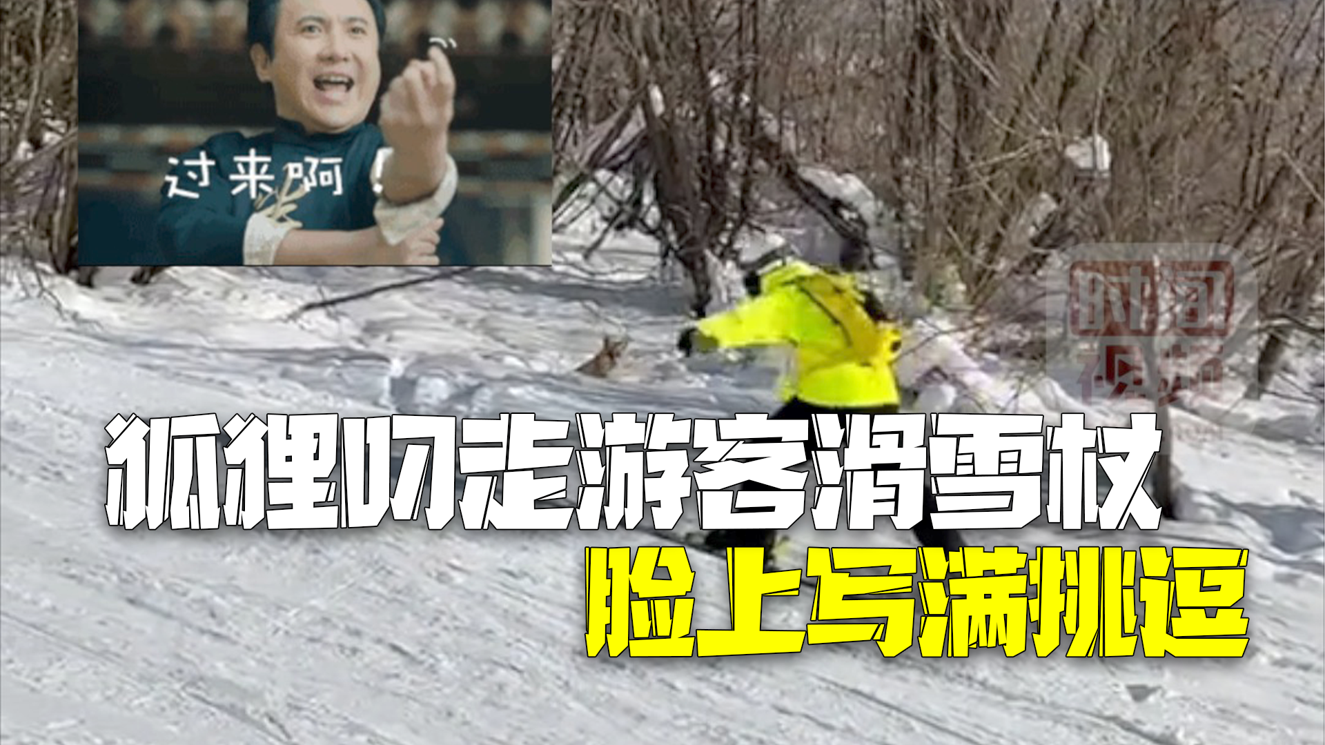 你过来呀~狐狸叼起游客滑雪杖就跑 一步三回头脸上写满挑逗 你过来呀~狐狸叼起游客滑雪杖就跑 一步三回头脸上写满挑逗