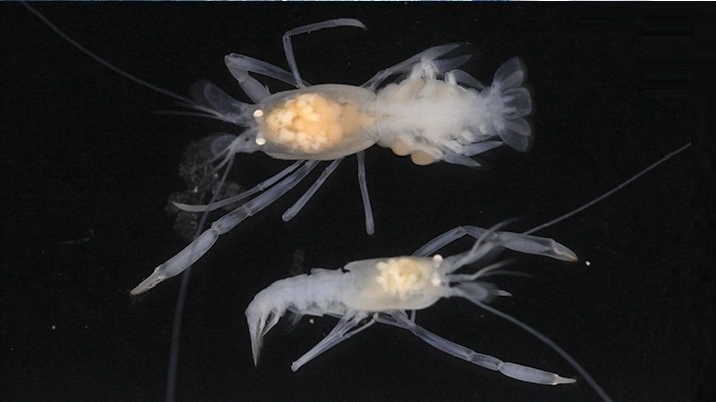 4个新属70多个新种!这些深海新物种被我国科学家发现了 4个新属70多个新种!这些深海新物种被我国科学家发现了