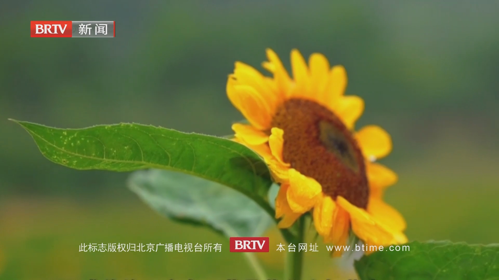 重庆：向日葵迎来盛花期