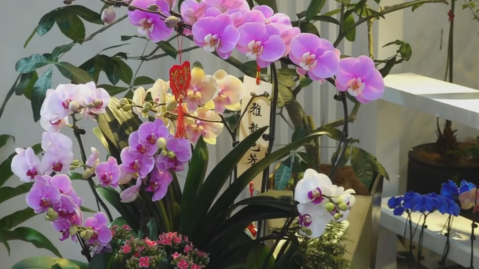 北京创新举办2025家庭园艺嘉年华暨年宵名花进北京活动 北京创新举办2025家庭园艺嘉年华暨年宵名花进北京活动