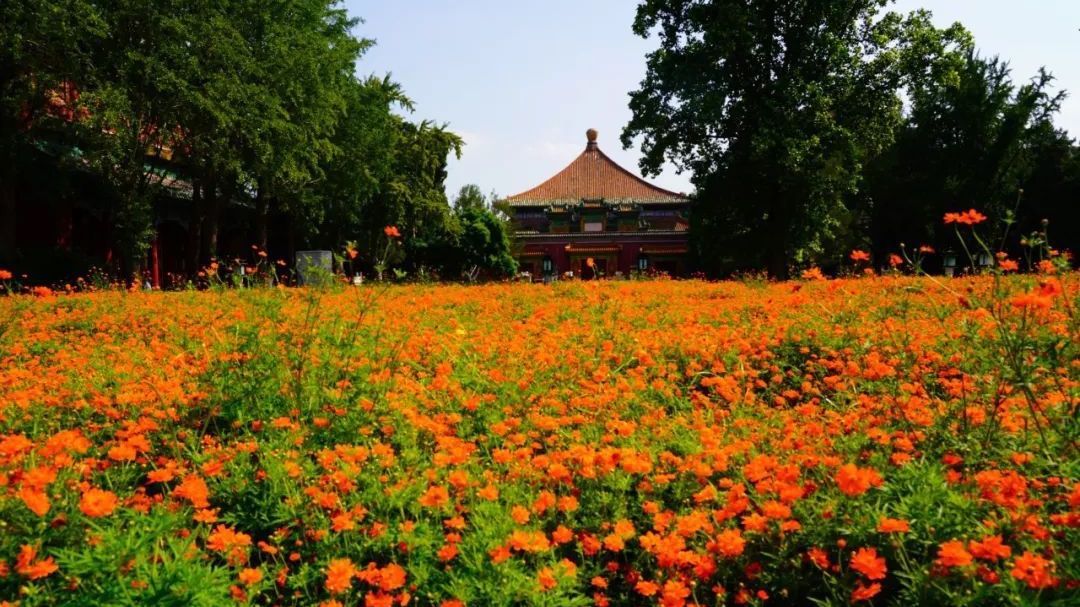今又七夕 | 送花束不如送花海!这5处都有北京秋天的大气与浪漫~ 今又七夕 | 送花束不如送花海!这5处都有北京秋天的大气与浪漫~