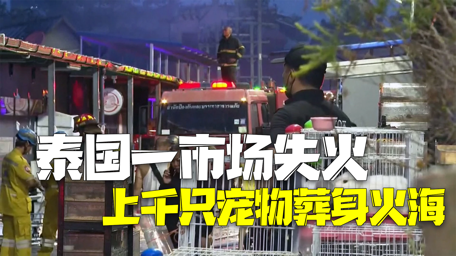 泰国市场宠物区深夜失火 上千只宠物被大火吞噬 泰国市场宠物区深夜失火 上千只宠物被大火吞噬