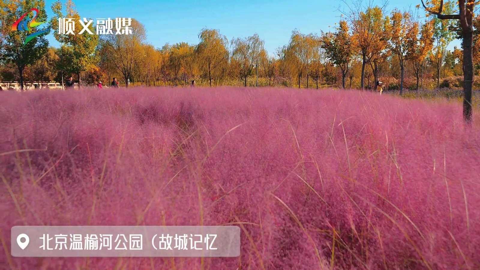 北京温榆河公园(故城记忆)粉黛草盛开,秋风过耳,如粉如黛! 北京温榆河公园(故城记忆)粉黛草盛开,秋风过耳,如粉如黛!