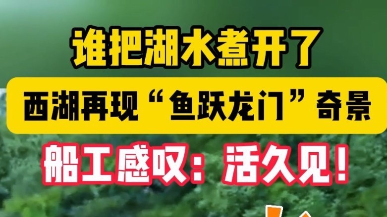 谁把湖水煮开了！雨后西湖再现“鱼跃龙门”奇景 船工感叹：活久见