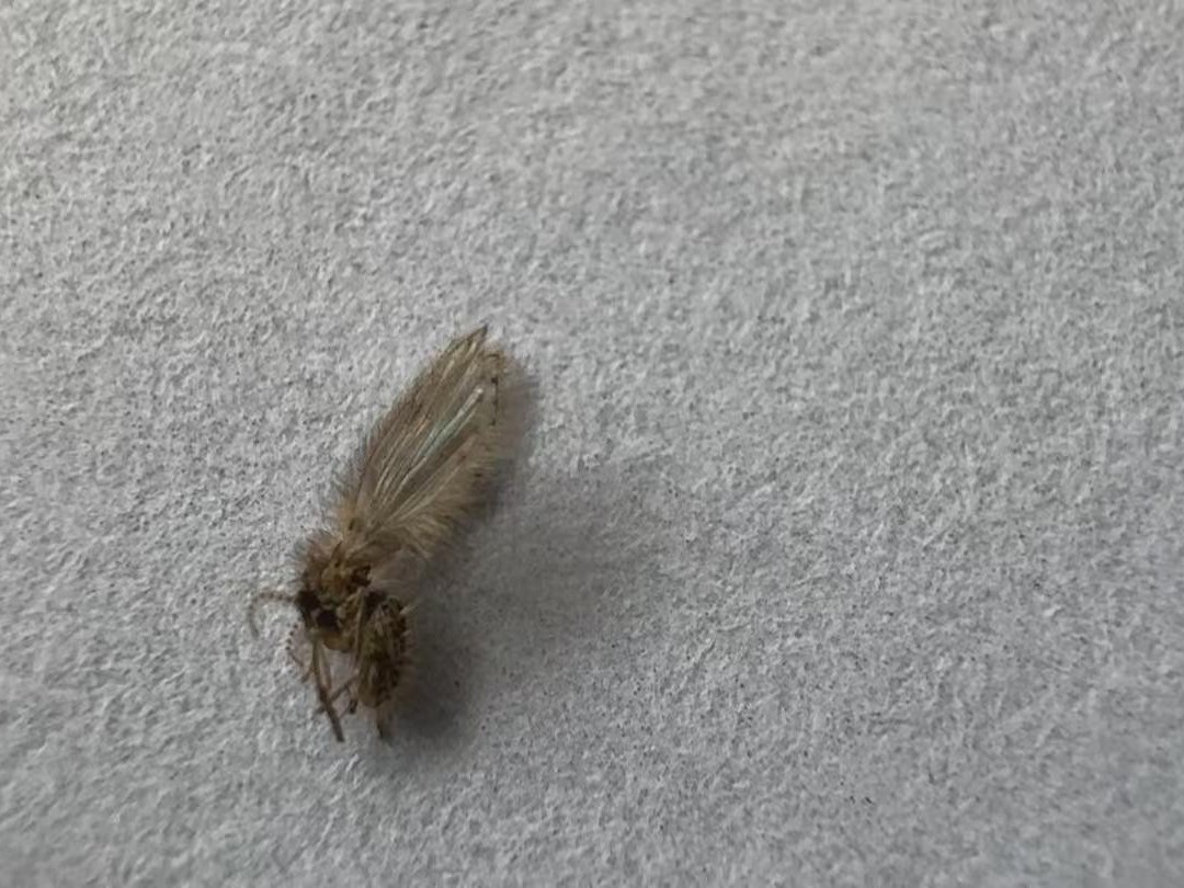 您家出现过这种小飞虫吗？