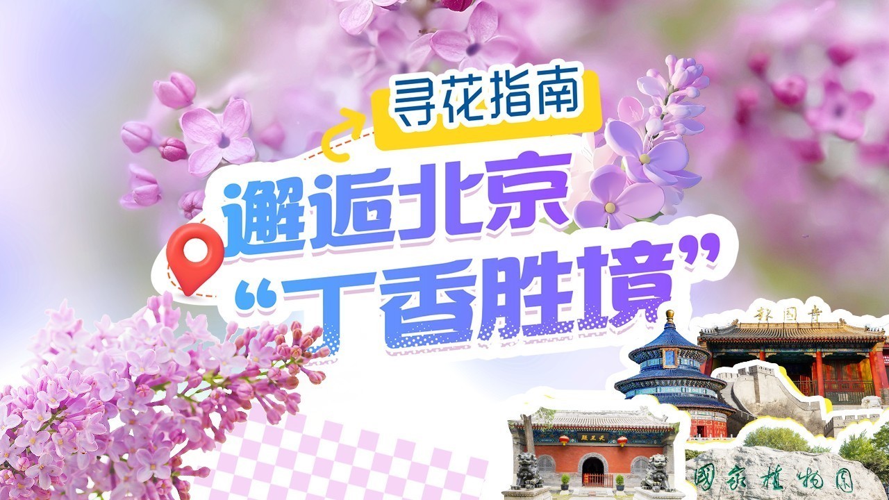 寻花指南|满园花枝香雪海!北京丁香寻芳图鉴来了 寻花指南|满园花枝香雪海!北京丁香寻芳图鉴来了