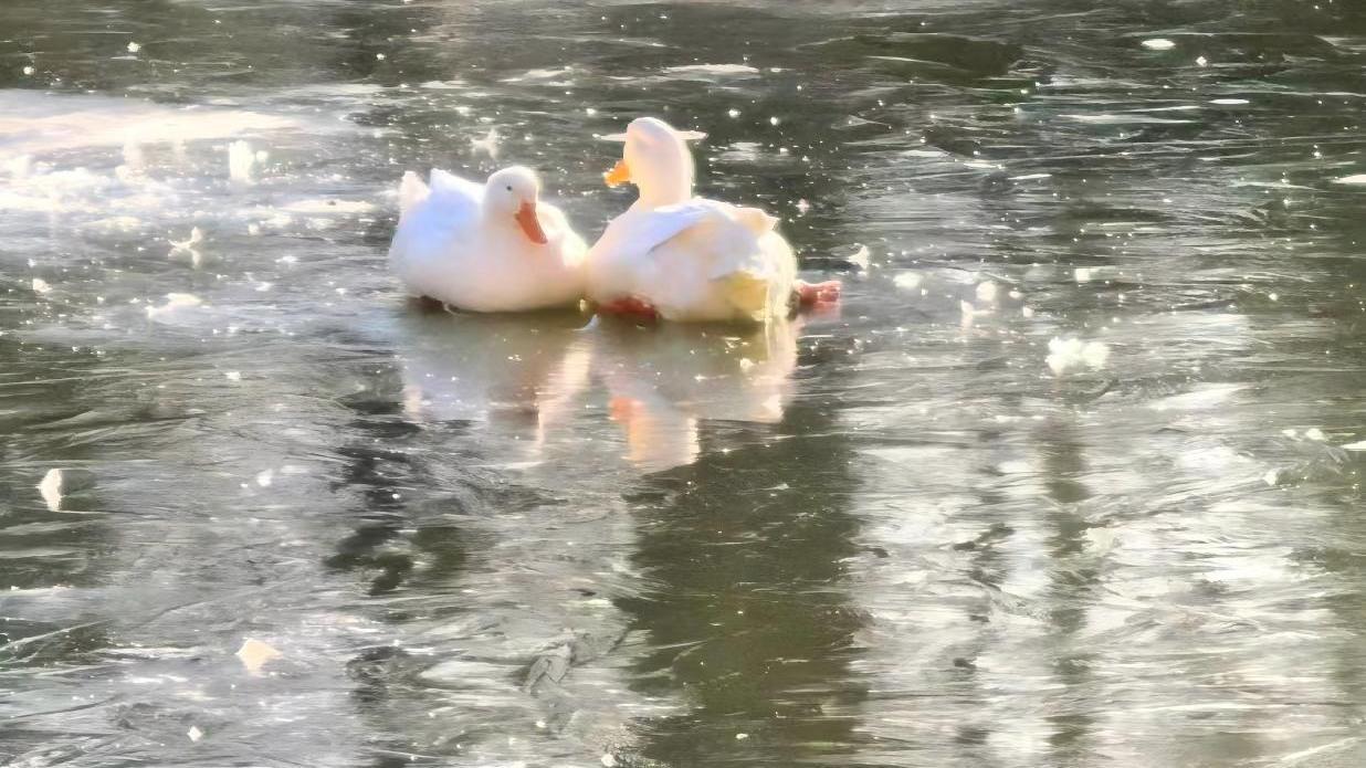 北京冻真格了!鸭子jiojio被冰“封印”,公园叔叔:马上到! 北京冻真格了!鸭子jiojio被冰“封印”,公园叔叔:马上到!