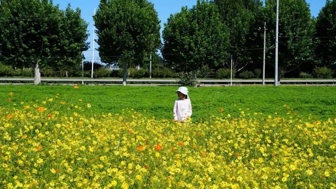 秋日来副中心逛大集、看花海，更有夜市和充气城堡等您来体验