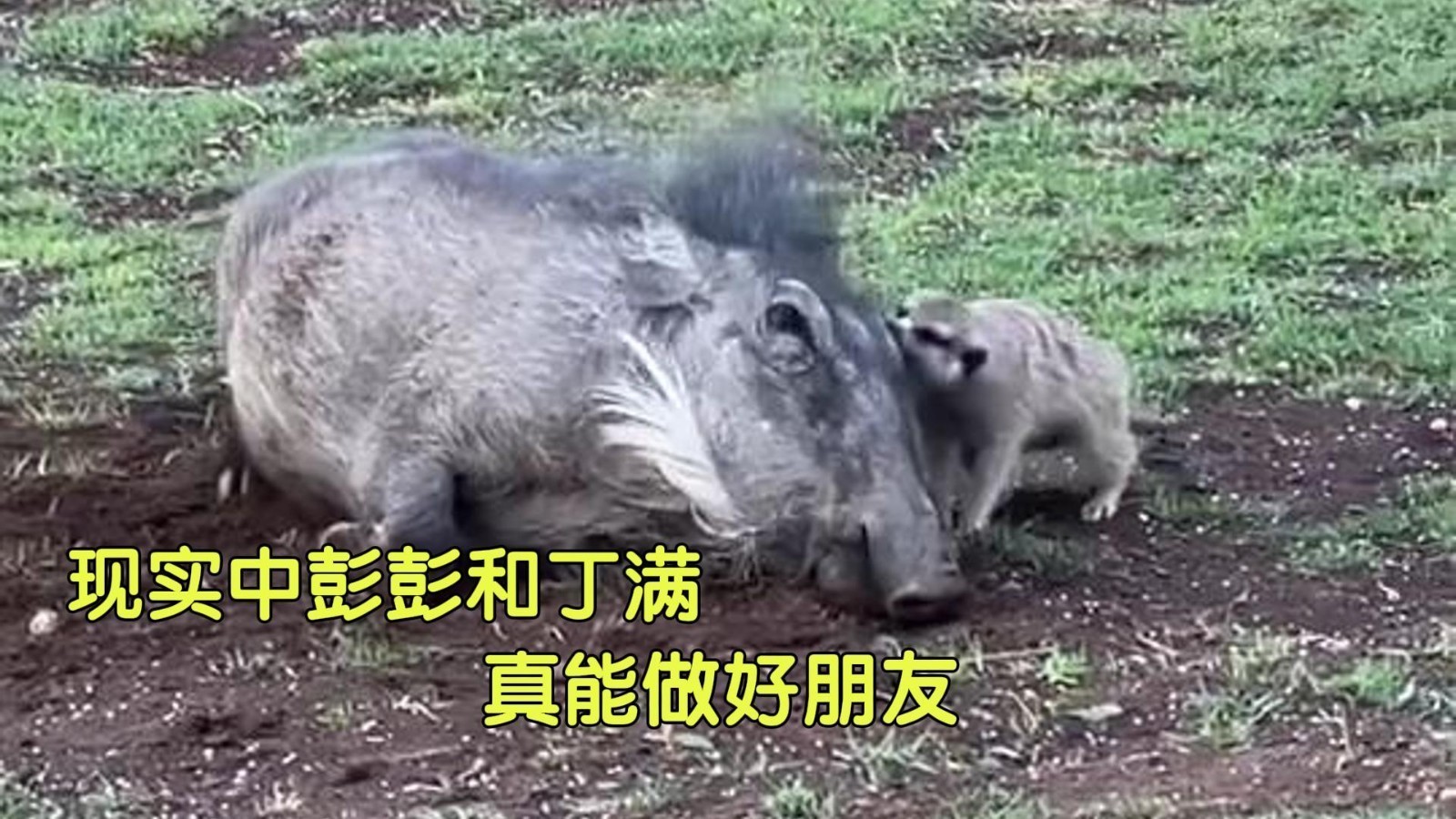现实中彭彭和丁满真能做朋友！